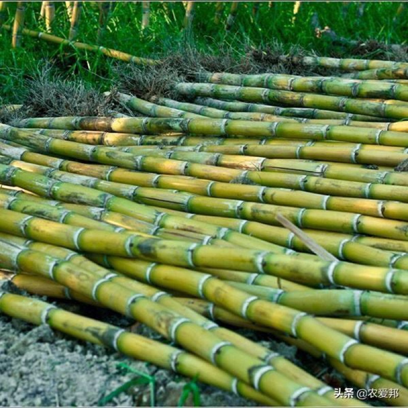 Mía tây giống 3 đoạn