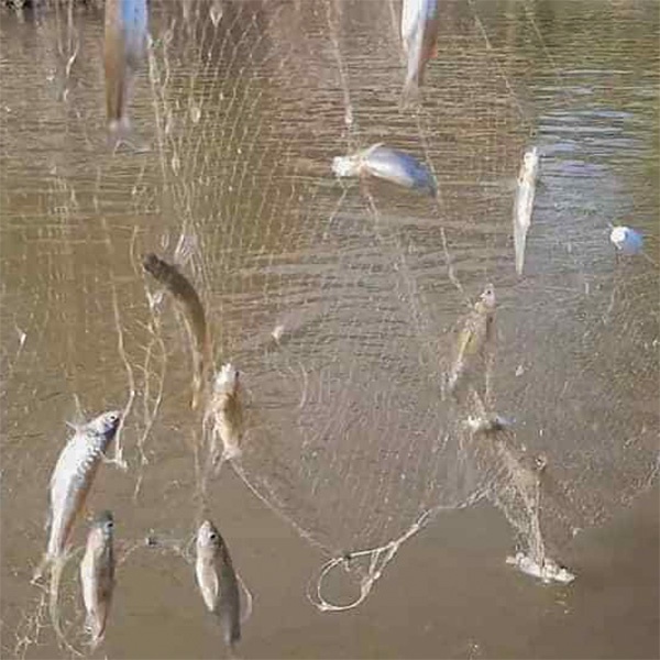 TAY LƯỚI BẮT CÁ LÒNG TONG