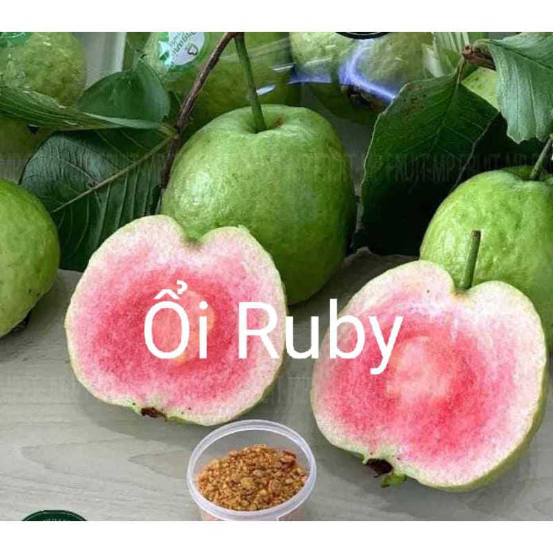 CÂY GIỐNG ỔI RUBY RUỘT ĐỎ KHÔNG HẠT