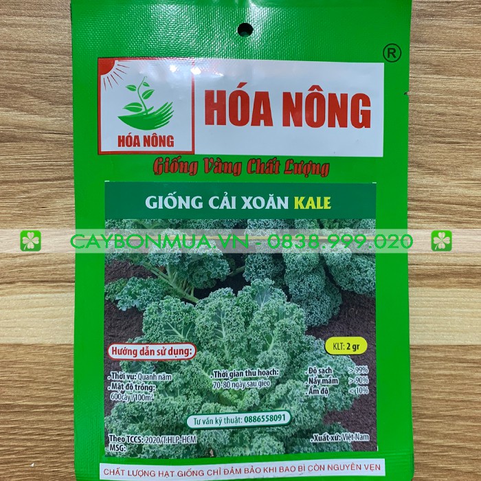 Giống cải xoăn KALE gói 2gr [Giống vàng chất lượng]