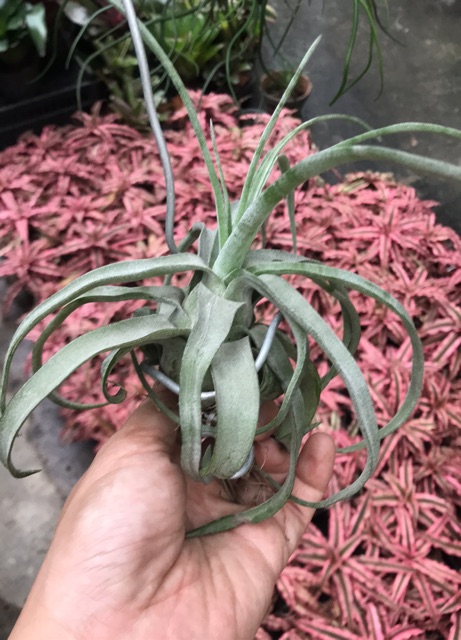 Cây không khí Tillandsia streptophylla