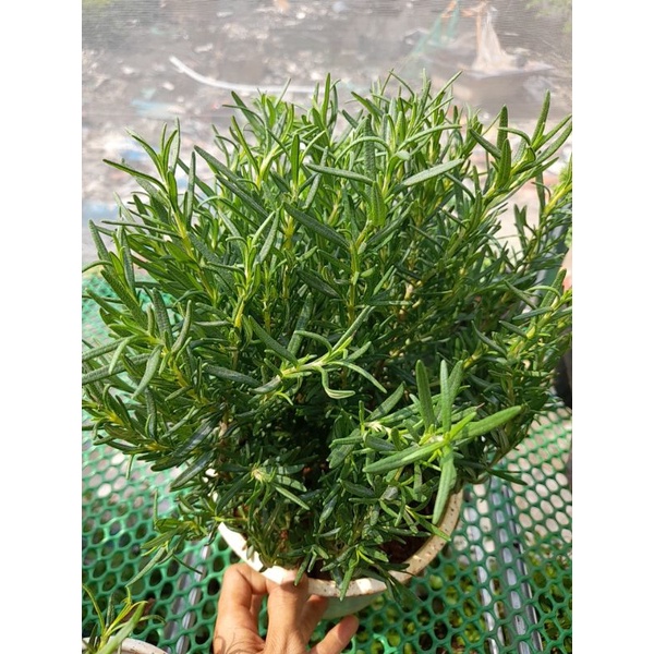 Chậu Cây hương thảo (romarin-rosemary) chậu trung, chậu lớn, chậu đại