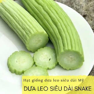 Dưa chuột Mỹ siêu dài, quả giòn ngọt mùi thơm gói 5 hạt