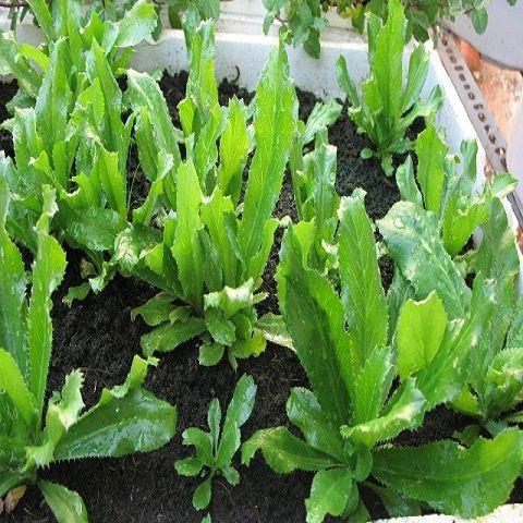 Hạt Giống Ngò Gai gói 5gr, hat giong rau sach thuy canh