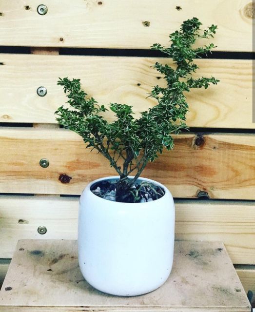 Hoa bạch tuyết mai MIX CHẬU để bàn