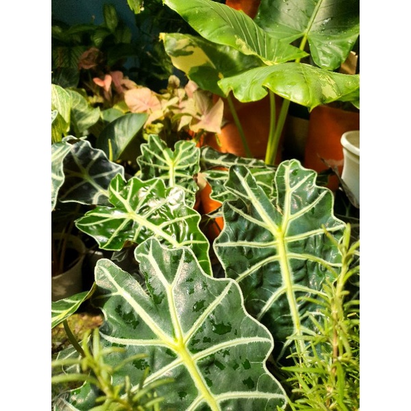 Cây môn Polly - Alocasia Amazonica