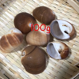 Vỏ ốc mỡ vàng