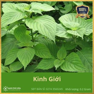 Hạt Giống Kinh Giới TN55 0.2g/gói - Sinh Trưởng Mạnh, Kháng Bệnh Virus Rất Tốt, Trồng Quanh Năm, Thu Hoạch Lá Được Nhiều