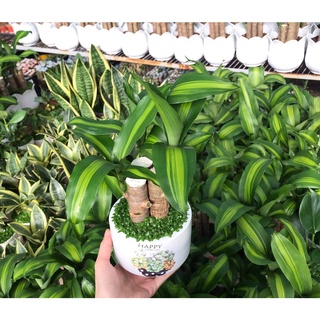 Chậu cây thiết mộc lan 3 trụ để bàn