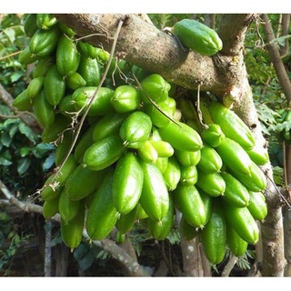 Cây khế Tàu trồng chậu C10