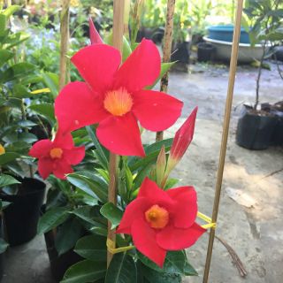 Cây trang đài (hồng anh đỏ)