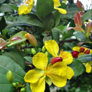 Cây con giống Mai Tứ Quý ( cây con ươm từ hạt 35cm ~)