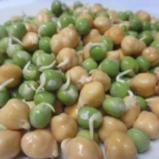 Sỉ 10kg đậu gà hữu cơ