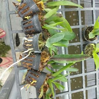 Cattleya cây giống