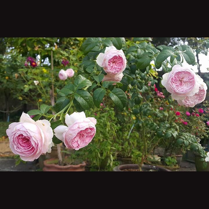 Hoa hông leo Mon Coeur rose +Tặng 02 cây nhót ngọt