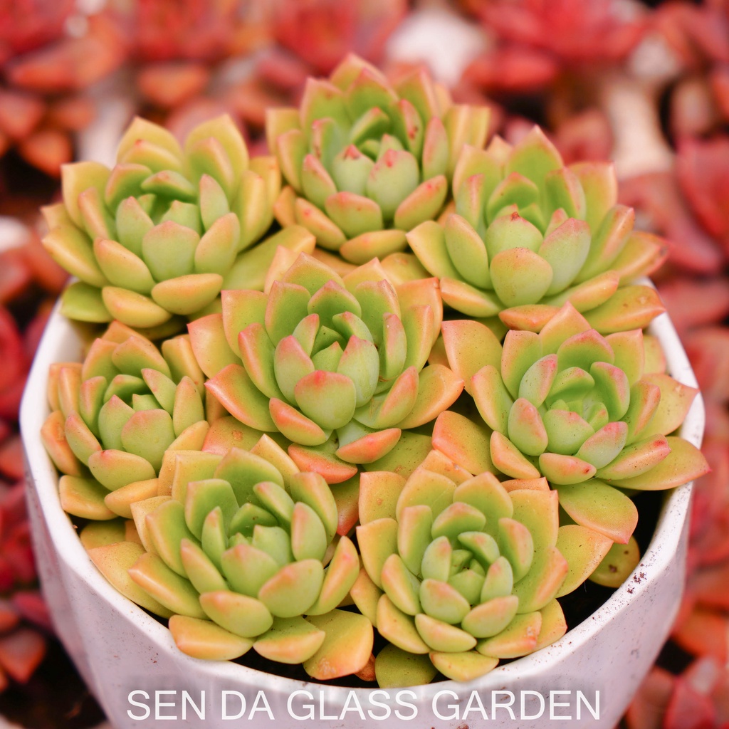 Set 5 cây Sen đá mặt trời cam GLASS GARDEN size mini 2-3cm, Hàng Đà Lạt, lỗi 1 đổi 1