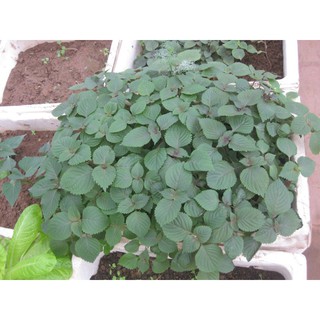 Hạt giống rau Tía Tô (nhà vườn thu hoạch - hơn 50 hạt)