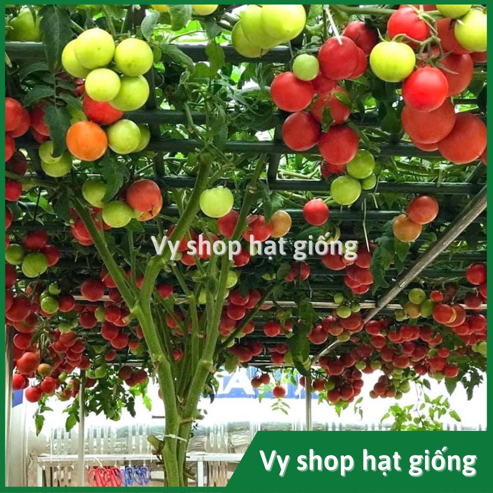 Hạt giống cà chua bạch tuộc leo giàn  F1 Nga gói 10 hạt