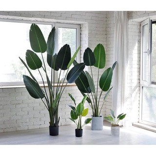 Cây chuối cảnh - chuối xẻ quạt (Cao 1M6,10 lá) lá nhám chậu bê tông (video ảnh thật)