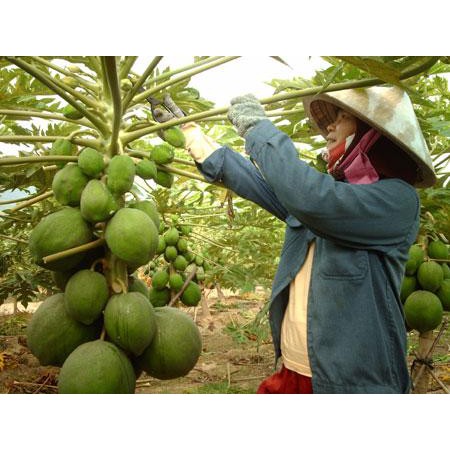 HẠT ĐU ĐỦ SIÊU LÙN RUỘT ĐỎ F1 SINTA - GÓI 10 HẠT