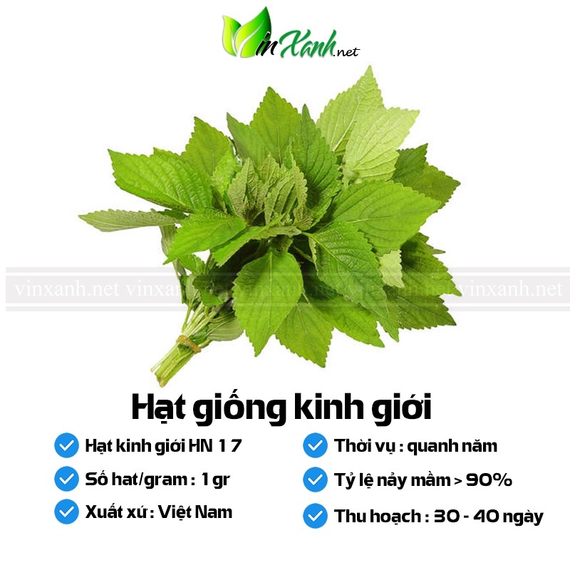 Hạt giống rau kinh giới - NGUYÊN GÓI hàng Công ty tuyển chọn tỷ lệ nảy mầm cao