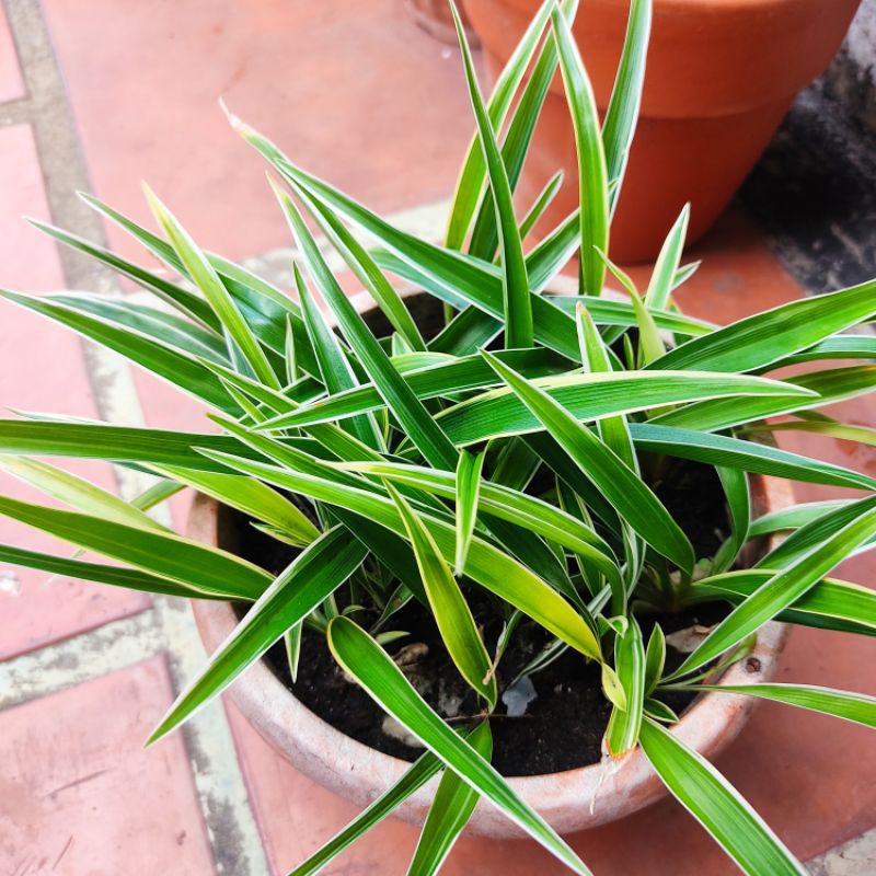 Cây cỏ nhện,dây nhện nhảy/ Lan Chi/Mẫu Tử/Điếu Lan