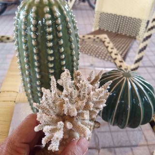 Combo 2 xương rồng sứ
