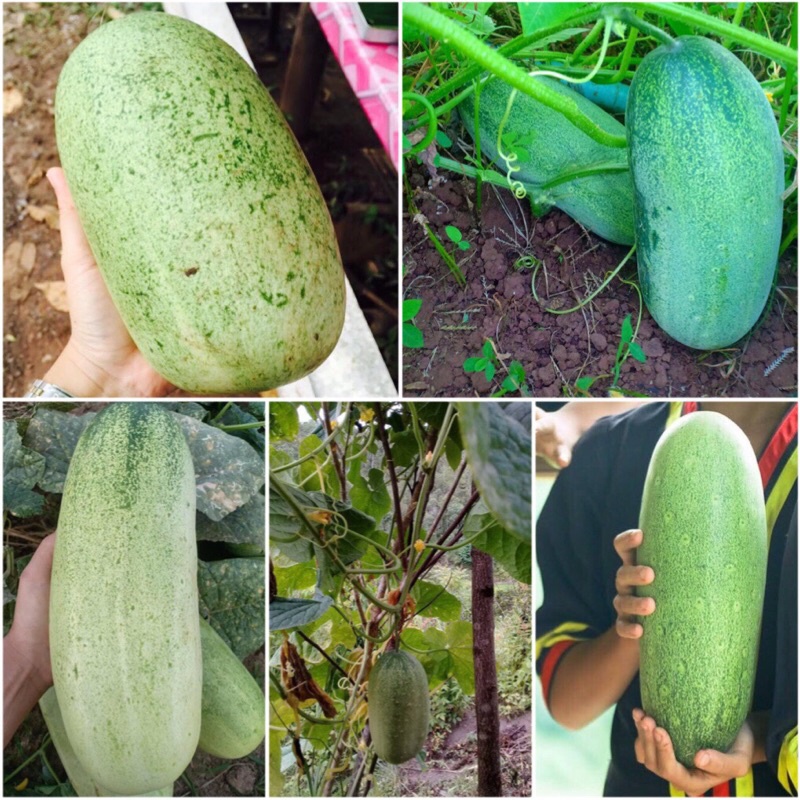 Hạt giống dưa chuột Mông bản địa