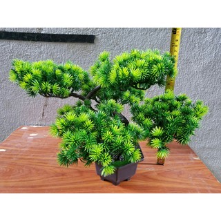 Combo Chậu cây bonsai trang trí tết