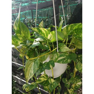 Trầu bà Đốm Vàng (chậu treo)
