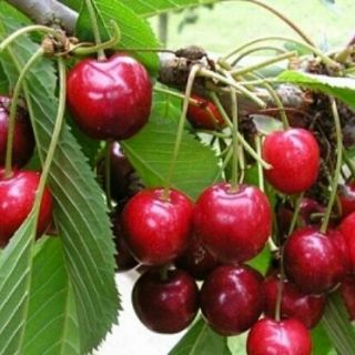 Cây chery anh đào giống
