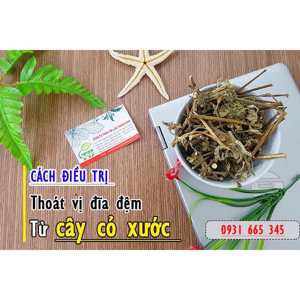 Cây cỏ xước 500gr - Ngưu tất nam (Tươi - khô) - Thảo Dược Thanh Bình