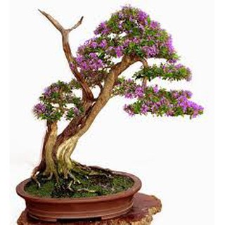LINH SAM SIÊU BÔNG-GIÚP NÔNG DÂN ĐỔI ĐỜI