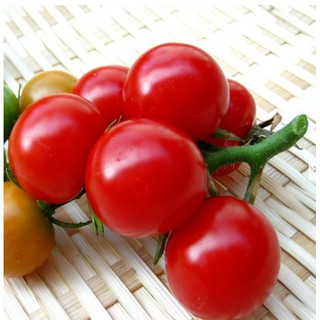Hạt giống Cà chua bi Cherry lùn đỏ