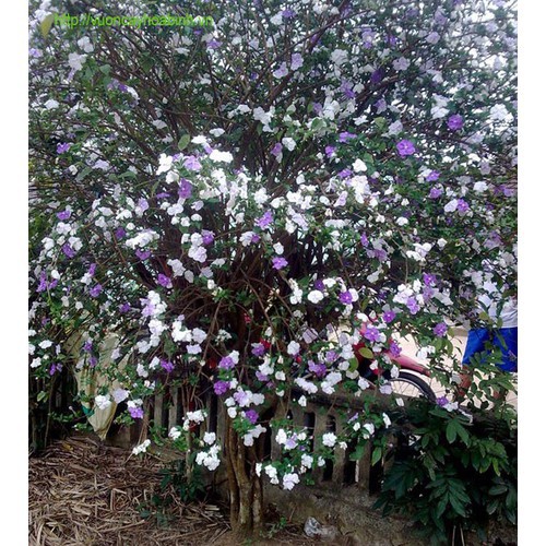 Cây hoa nhài nhật thân gỗ