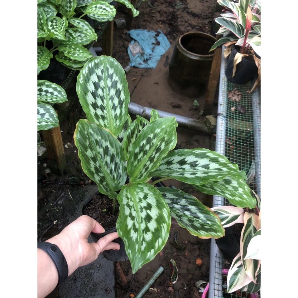 Cây đuôi công Calathea Merak