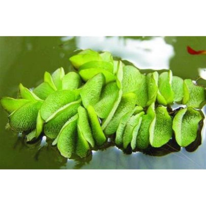 Bèo tai chuột lọc nước siêu trong cho bể thủy sinh