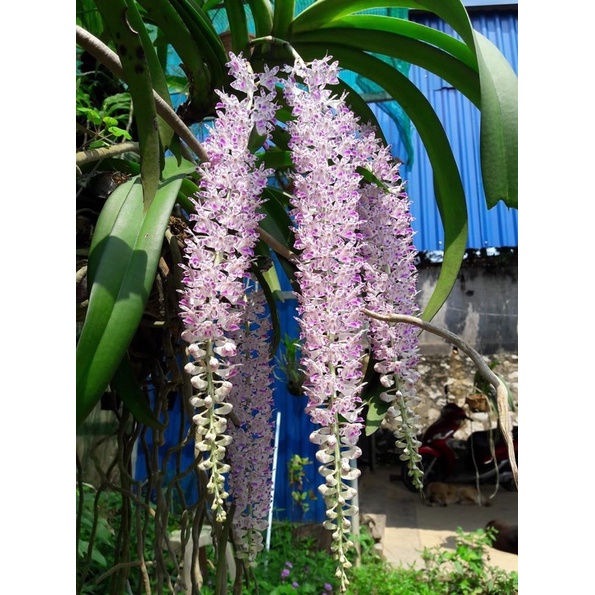 LAN CHỒN BÓC RỪNG 1 CÂY