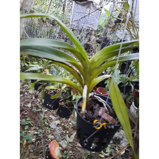 quế xếp hòa bình chậu f12