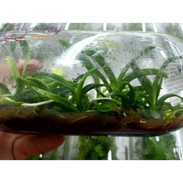 Lan Dendro Nắng Thơm Pensoda | Chai mô