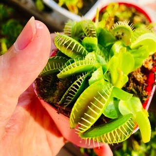Bẫy kẹp size 3cm giá cực rẻ