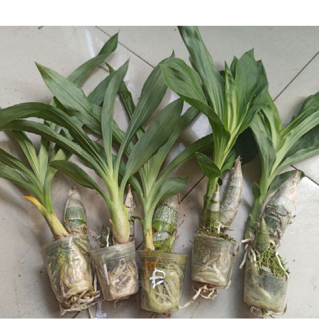 Hoa lan thiên nga size Trung