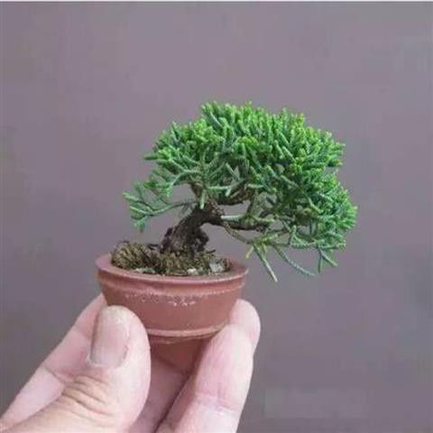 Hạt giống Micro Jasmine Hạt giống làm vườn để bàn văn phòng Tỷ lệ nảy mầm 90% 45h