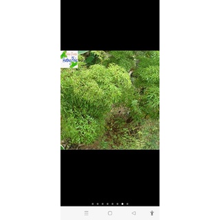 Củ đinh lăng tươi 2kg
