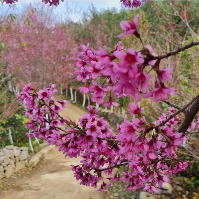 CHỢ PHIÊN YÊN BÁI