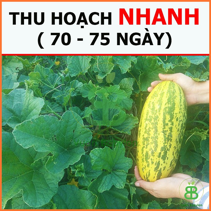 Hạt giống Dưa Gang Cao Sản, Dễ Trồng