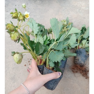 Cây dâu tây đang hoa và quả bé