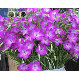 Bộ 1 hạt giống hoa lúa mạch