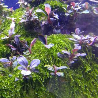 Bucephalandra