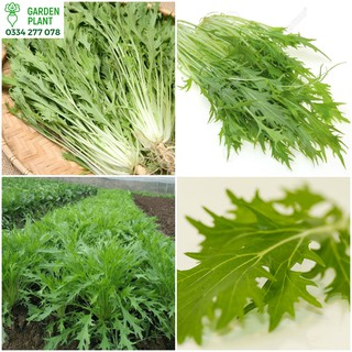 Hạt giống rau cải mizuna - siêu dễ trồng gói 10gram